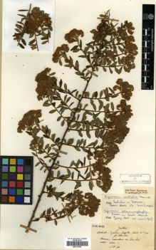 Type specimen at Edinburgh (E). Maire, Edouard-Ernest: . Barcode: E00313559.
