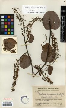 Type specimen at Edinburgh (E). Handel-Mazzetti, Heinrich: 12699. Barcode: E00313585.
