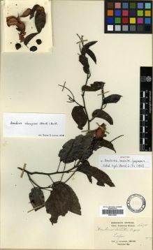 Type specimen at Edinburgh (E). Cavalerie, Pierre: 3678. Barcode: E00313587.