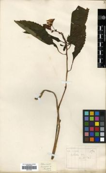 Type specimen at Edinburgh (E). Wilson, Ernest: 2547. Barcode: E00313601.