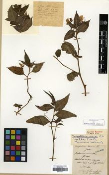 Type specimen at Edinburgh (E). Maire, Edouard-Ernest: . Barcode: E00313611.