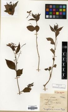 Type specimen at Edinburgh (E). Maire, Edouard-Ernest: . Barcode: E00313613.