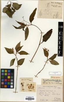 Type specimen at Edinburgh (E). Bodinier, Emile; Cavalerie, Pierre: 2334. Barcode: E00313619.