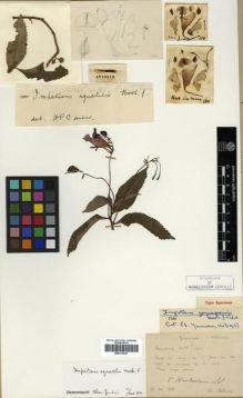 Type specimen at Edinburgh (E). Bodinier, Emile: . Barcode: E00313621.