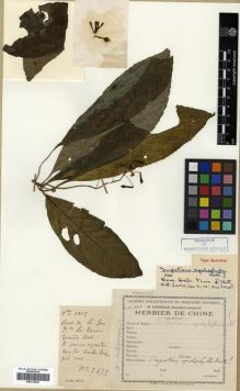 Type specimen at Edinburgh (E). Cavalerie, Pierre: 2652. Barcode: E00313629.
