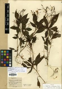Type specimen at Edinburgh (E). Maire, Edouard-Ernest: . Barcode: E00313635.