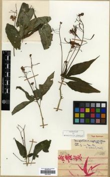 Type specimen at Edinburgh (E). Esquirol, Joseph: 226. Barcode: E00313642.