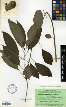 Type specimen at Edinburgh (E). Shimizu, Tatemi; Iwatsuki, Kunio; Hutoh, M.; Chaiglom, D.; Fukuoka, Nobuyuki: T 11634. Barcode: E00313658.