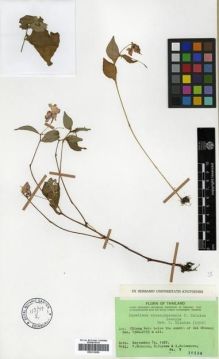 Type specimen at Edinburgh (E). Shimizu, T.; Koyama, H. & Nalampoon, A.: T 10134. Barcode: E00313659.