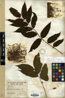 Type specimen at Edinburgh (E). Henry, Augustine: 4705. Barcode: E00313673.