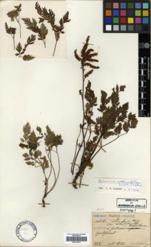 Type specimen at Edinburgh (E). Faurie, Urbain: 368. Barcode: E00313674.