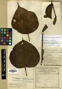 Type specimen at Edinburgh (E). Esquirol, Joseph: 737. Barcode: E00313682.