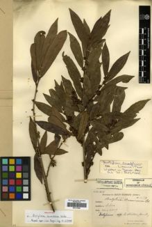 Type specimen at Edinburgh (E). Cavalerie, Pierre: 3551. Barcode: E00313686.