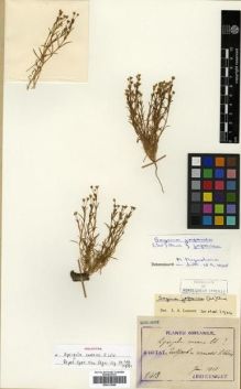 Type specimen at Edinburgh (E). Taquet, Emile: 5413. Barcode: E00313689.