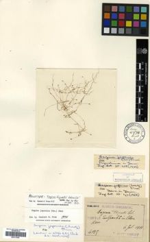 Type specimen at Edinburgh (E). Taquet, Emile: 4125. Barcode: E00313690.