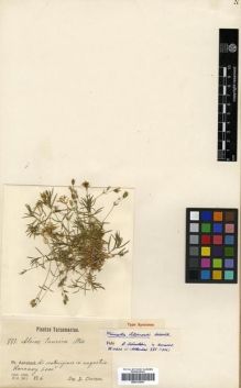Type specimen at Edinburgh (E). Litwinow, Dimitri: 771. Barcode: E00313691.