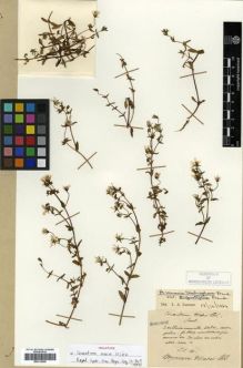 Type specimen at Edinburgh (E). Maire, Edouard-Ernest: . Barcode: E00313695.