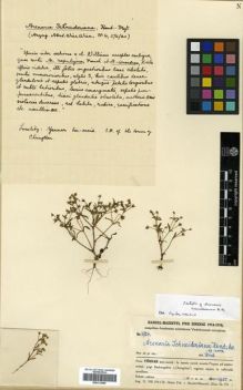 Type specimen at Edinburgh (E). Handel-Mazzetti, Heinrich: 4724. Barcode: E00313696.