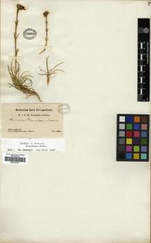 Type specimen at Edinburgh (E). Przewalski, Nikolai: . Barcode: E00313703.
