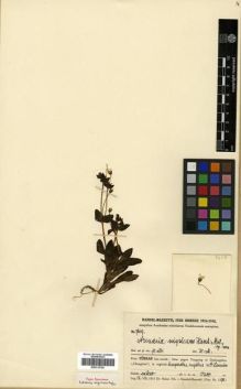 Type specimen at Edinburgh (E). Handel-Mazzetti, Heinrich: 7609. Barcode: E00313704.