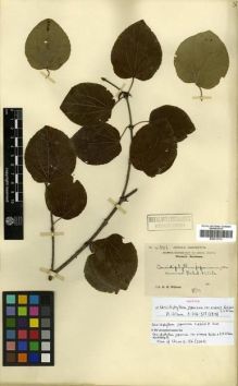 Type specimen at Edinburgh (E). Wilson, Ernest: 4301. Barcode: E00313733.