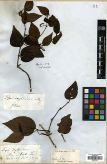 Type specimen at Edinburgh (E). Walker, George: 31. Barcode: E00313751.