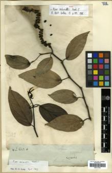 Type specimen at Edinburgh (E). Wight, Robert: 2682. Barcode: E00313756.
