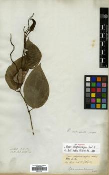 Type specimen at Edinburgh (E). Wallich, Nathaniel: 6658B. Barcode: E00313758.