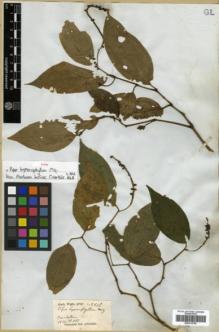 Type specimen at Edinburgh (E). Wight, Robert: 2616. Barcode: E00313759.