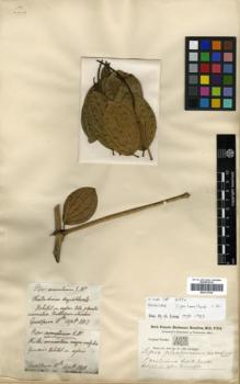 Type specimen at Edinburgh (E). Buchanan-Hamilton, Francis: 107. Barcode: E00313760.