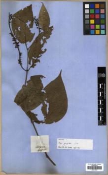 Type specimen at Edinburgh (E). Griffith, William: 1199. Barcode: E00313761.