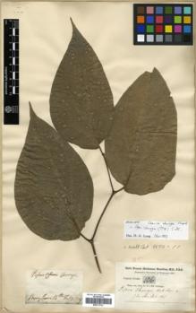 Type specimen at Edinburgh (E). Buchanan-Hamilton, Francis: 106. Barcode: E00313763.