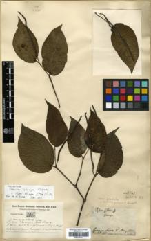 Type specimen at Edinburgh (E). Buchanan-Hamilton, Francis: 106. Barcode: E00313764.