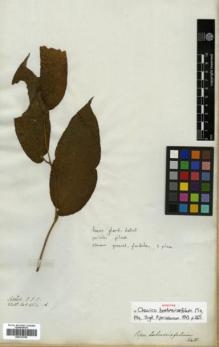Type specimen at Edinburgh (E). Wallich, Nathaniel: 6654A. Barcode: E00313765.
