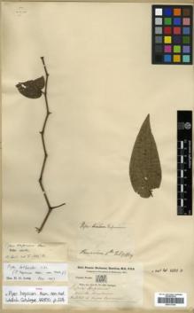 Type specimen at Edinburgh (E). Buchanan-Hamilton, Francis: 101. Barcode: E00313766.