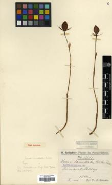 Type specimen at Edinburgh (E). Schlechter, Friedrich: 18551. Barcode: E00313770.