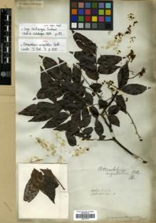Type specimen at Edinburgh (E). Wallich, Nathaniel: 5271B. Barcode: E00313773.