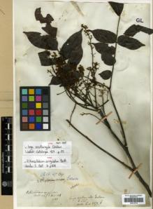 Type specimen at Edinburgh (E). Wallich, Nathaniel: 5271B. Barcode: E00313774.