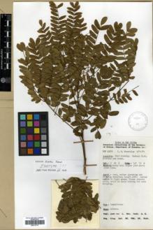 Type specimen at Edinburgh (E). Womersley, John: NGF. Barcode: E00313775.