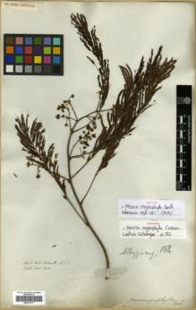 Type specimen at Edinburgh (E). Wallich, Nathaniel: 5242. Barcode: E00313777.