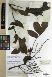 Type specimen at Edinburgh (E). Wallich, Nathaniel: 5271B. Barcode: E00313781.