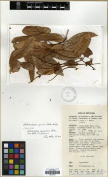 Type specimen at Edinburgh (E). Lae Star Mountains Expedition 1975: 66082. Barcode: E00313782.