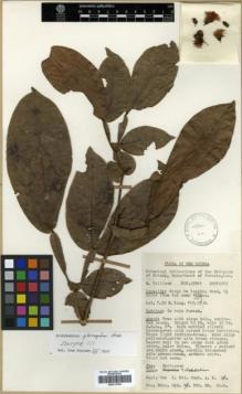 Type specimen at Edinburgh (E). New Guinea Forestry Department (NGF): 25011. Barcode: E00313784.