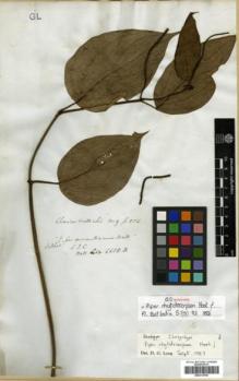 Type specimen at Edinburgh (E). Wallich, Nathaniel: 6658B. Barcode: E00313793.