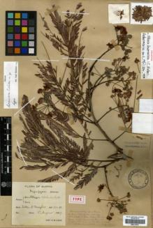 Type specimen at Edinburgh (E). Lace, John: S.N.. Barcode: E00313810.