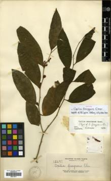 Type specimen at Edinburgh (E). Elmer, Adolph: 12691. Barcode: E00313811.