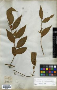 Type specimen at Edinburgh (E). Roxburgh, William: 1. Barcode: E00313812.