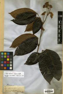 Type specimen at Edinburgh (E). Spruce, Richard: 1787. Barcode: E00313815.