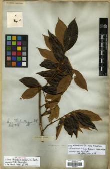Type specimen at Edinburgh (E). Salzmann, Philipp: S.N.. Barcode: E00313816.