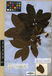 Type specimen at Edinburgh (E). Spruce, Richard: 2430. Barcode: E00313817.